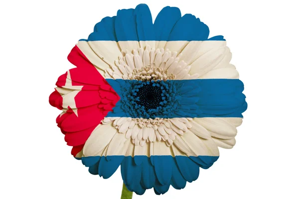 Gerbera daisy blomman i färger nationella flagga Kuba på vit — Stockfoto