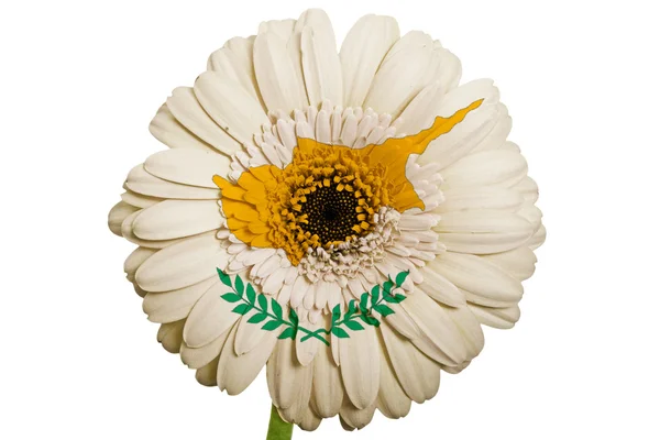 Gerbera fleur de marguerite en couleurs drapeau national de cyprus sur le blanc — Photo