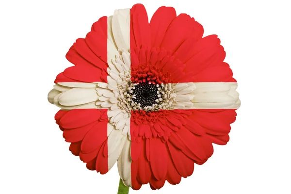 Gerbera daisy blomman i färger nationella flagga Danmark på whi — Stockfoto