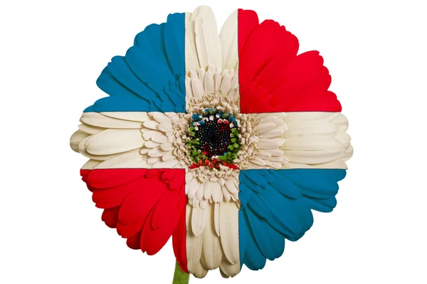 Gerbera fleur de marguerite dans les couleurs drapeau national de dominicaine sur w — Photo