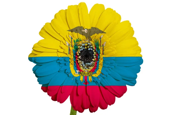 Gerbera daisy blomman i färger nationella flagga ecuador på whi — Stockfoto