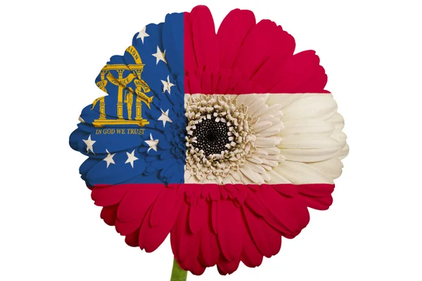 Gerbera fleur de marguerite aux couleurs drapeau de l'état américain de la géorgie — Photo