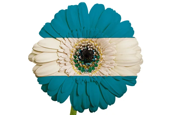 Gerbera papatya çiçek renkleri ulusal bayrak üzerinde el Salvador — Stok fotoğraf