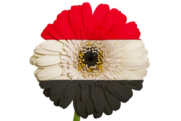 Gerbera daisy flower in colors national flag of egypt on white — Stock Photo, Image