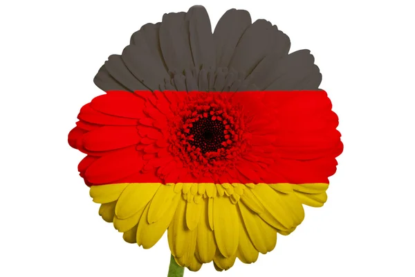 Gerbera flor de margarita en colores bandera nacional de alemania en whi — Foto de Stock