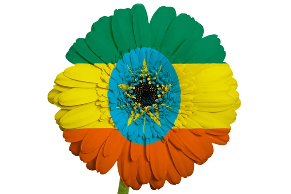 Gerbera daisy flower in colors national flag of ethiopia on wh — Stock Photo, Image