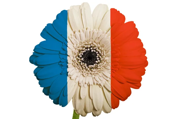 Gerbera flor de margarita en colores bandera nacional de francia en whit —  Fotos de Stock