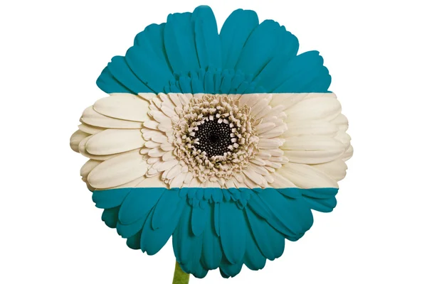 Gerbera flor de margarita en colores bandera nacional del salvador on — Foto de Stock