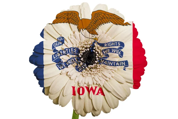 Gerbera daisy blomman i färger flagga amerikanska staten iowa — Stockfoto