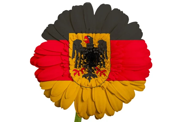 Gerbera flor margarida em cores bandeira nacional da alemanha no whi — Fotografia de Stock