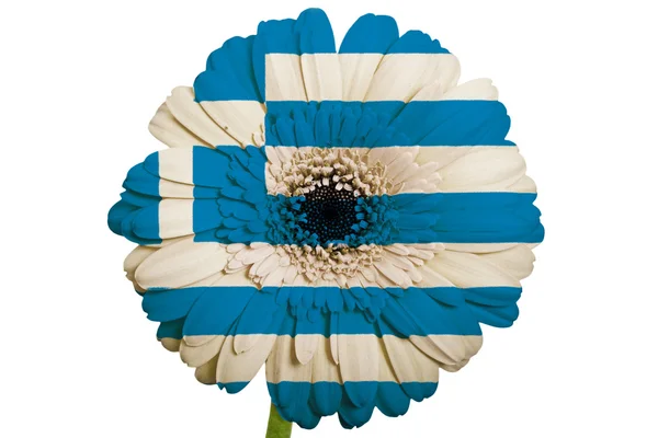 Gerbera fiore margherita nei colori bandiera nazionale della Grecia su cui — Foto Stock