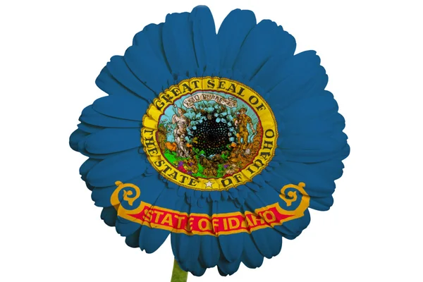 Gerbera flor de margarita en colores bandera del estado americano de idaho — Foto de Stock