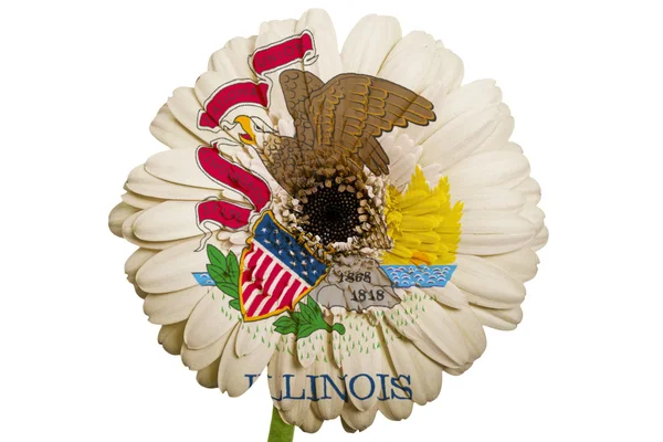 Gerbera stokrotka kwiat w kolory flagi państw amerykańskich illinoi — Zdjęcie stockowe