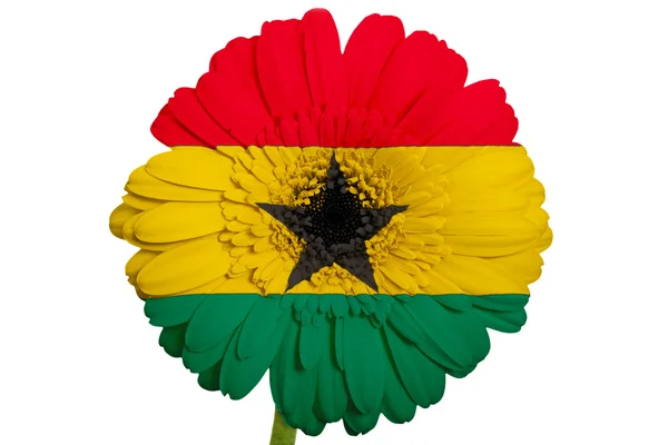 Gerbera flor de margarita en colores bandera nacional de ghana sobre blanco —  Fotos de Stock