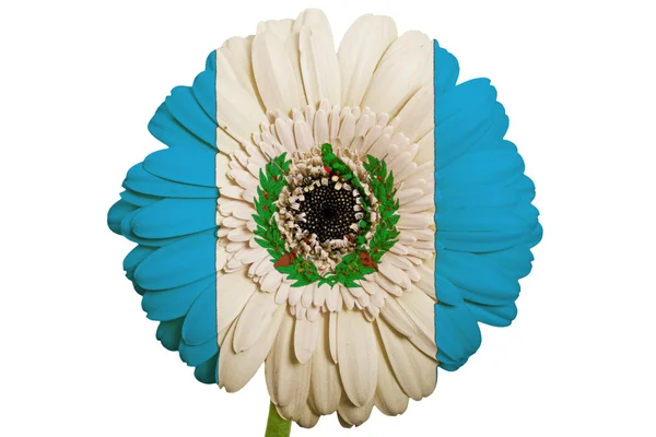 Gerbera fiore margherita a colori bandiera nazionale di guatemala su w — Foto Stock