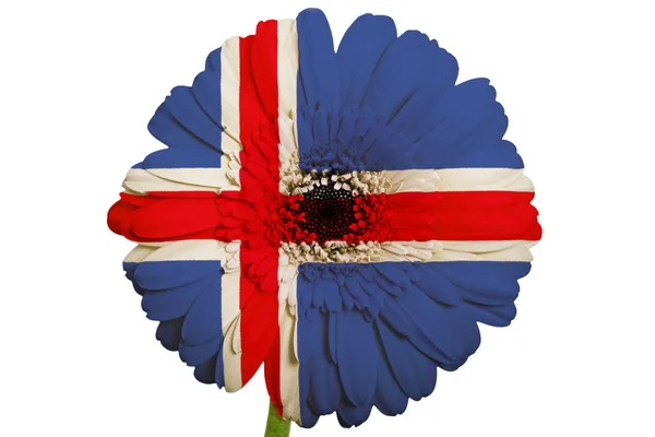Цветок герберы в цветах национального флага ледяной страны на виски — стоковое фото