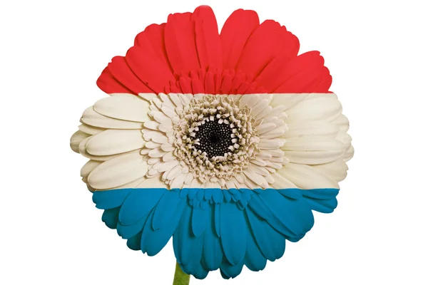 Gerbera sedmikrásky květin v barvách národní vlajka Holandska na whi — Stock fotografie