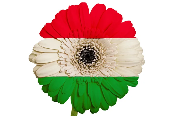 Gerbera flor de margarita en colores bandera nacional de hungary en whi — Foto de Stock