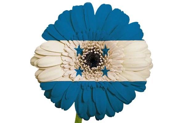 Gerbera daisy flower in colors national flag of honduras on wh — Stock Photo, Image