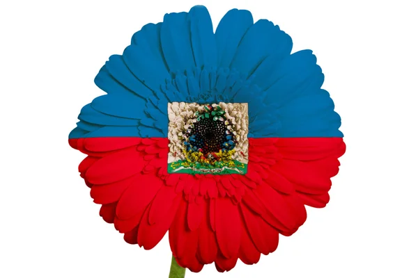 Gerbera fleur de marguerite en couleurs drapeau national de haiti sur blanc — Photo