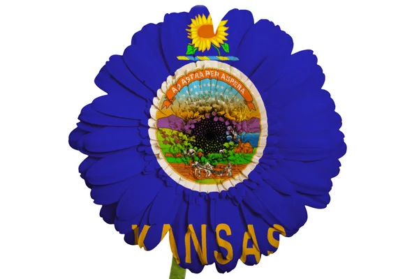 Gerbera daisy flower in colors flag of american state of kansas — Stock Photo, Image