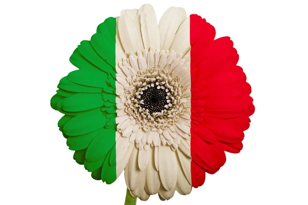 Gerbera flor de margarita en colores bandera nacional de italia sobre blanco —  Fotos de Stock