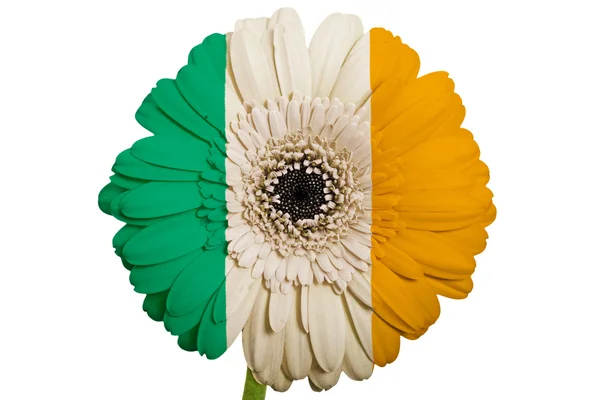 Gerbera fiore margherita a colori bandiera nazionale d'Irlanda su cui — Foto Stock