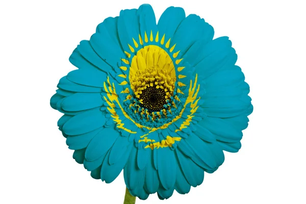 Gerbera flor margarida em cores bandeira nacional do Cazaquistão em — Fotografia de Stock