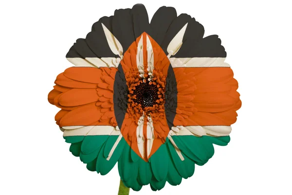 Gerbera flor margarida em cores bandeira nacional de kenya em branco — Fotografia de Stock