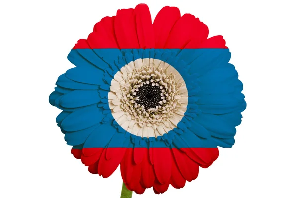 在颜色的国旗，老挝在白色非洲菊菊花花 — 图库照片