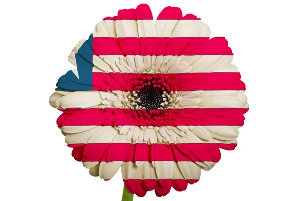 Gerbera daisy flower in colors national flag of liberia on whi — Stock Photo, Image