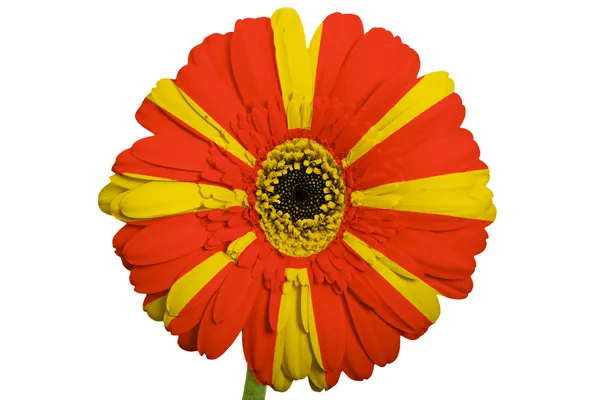 Gerbera daisy blomman i färger nationella flagga Makedonien på w — Stockfoto