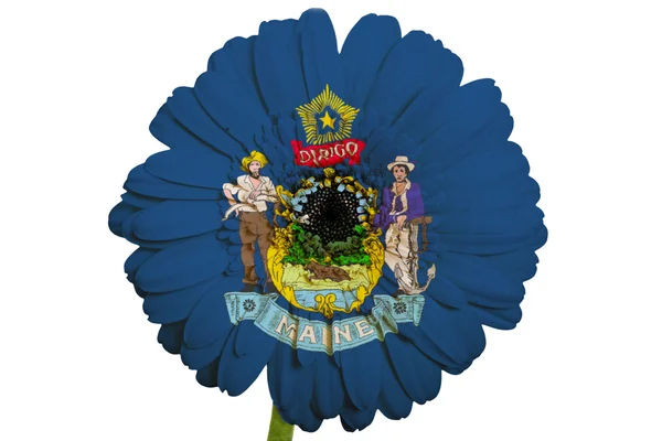 Gerbera daisy flower in kleuren vlag van de Amerikaanse staat maine — Stockfoto