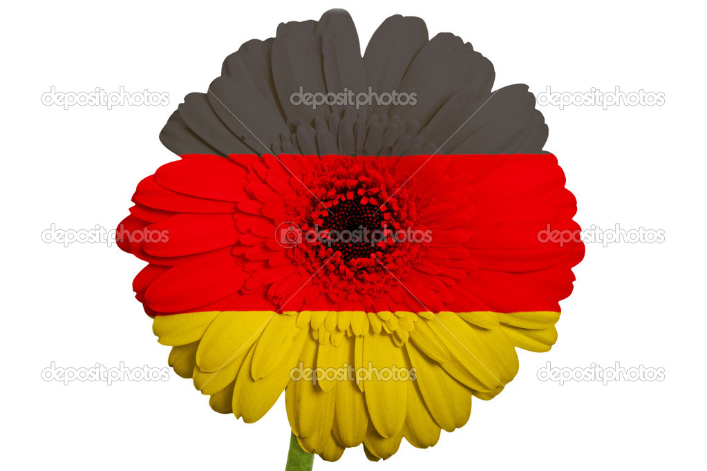 gerbera daisy flower in colors national flag of germany on whi