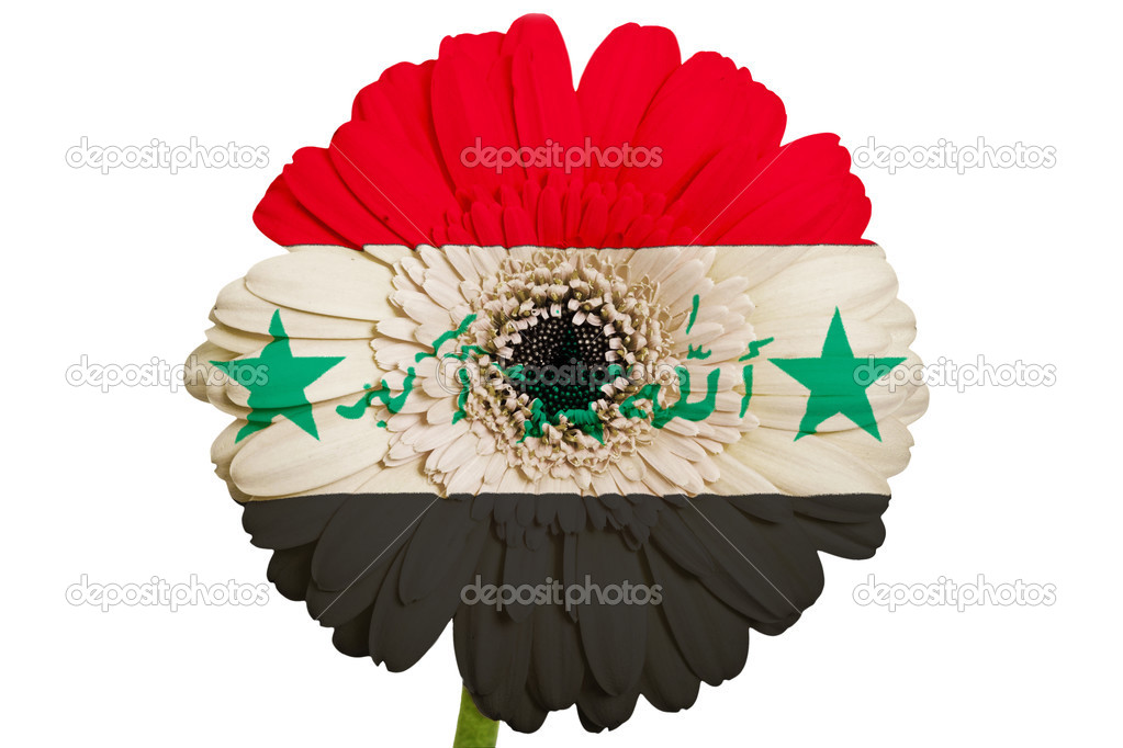 The National Flower Of Iraq Best Flower Site