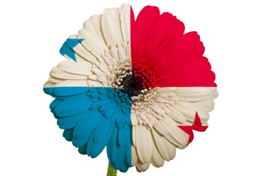 gerbera papatya çiçeği renkleri whit üzerinde panama bayrağı
