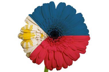 gerbera papatya çiçeği renkler Filipinler bayrağı