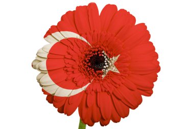 whit üzerinde Türkiye'nin ulusal bayrak renkleri gerbera papatya çiçeği