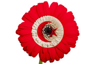 WHI Tunus renkleri Ulusal bayrağını gerbera papatya çiçeği