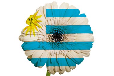 Uruguay renkleri WHI Ulusal bayrağını gerbera papatya çiçeği