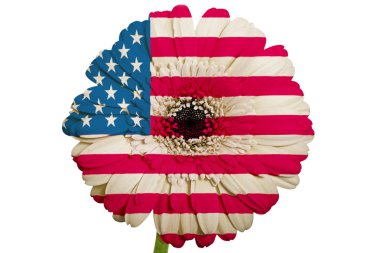 Amerika'nın renkleri WHI Ulusal bayrağını gerbera papatya çiçeği