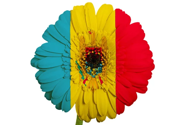 Gerbera daisy flower in kleuren nationale vlag van Moldavië op whi — Stockfoto