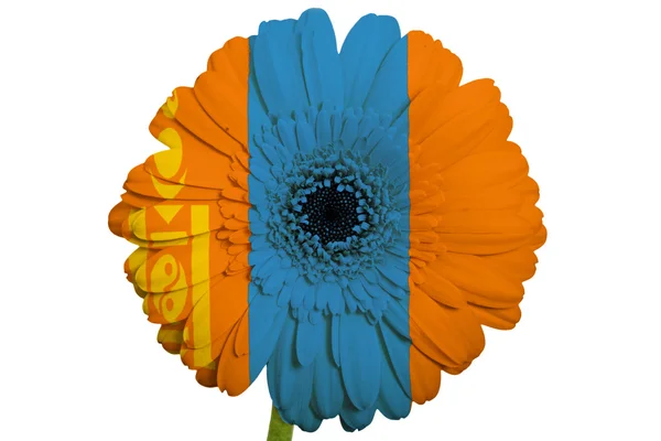 Gerbera daisy blomman i färger nationella flagga Mongoliet på wh — Stockfoto