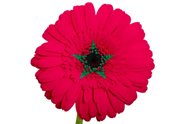 Gerbera fleur de marguerite en couleurs drapeau national du Maroc sur whi — Photo