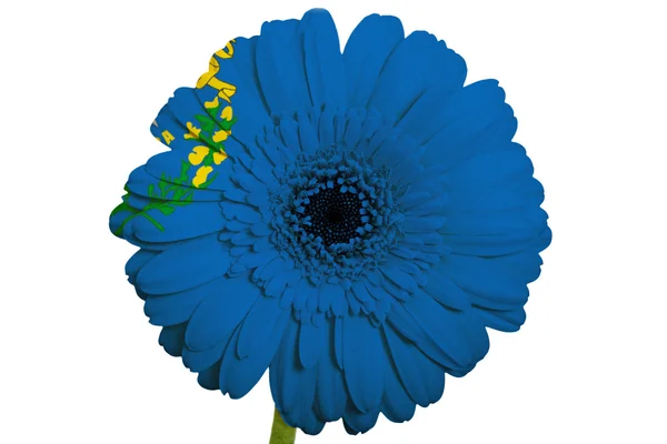 Gerbera stokrotka kwiat w kolorach flagi z amerykańskiego stanu nevada — Zdjęcie stockowe