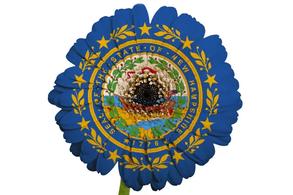 Gerbera daisy flower in kleuren vlag van Amerikaanse staat van nieuwe ham — Stockfoto