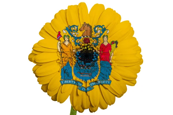 Λουλούδι Μαργαρίτα Gerbera σε χρώματα σημαία από το αμερικανικό κράτος της νέα jer — Φωτογραφία Αρχείου