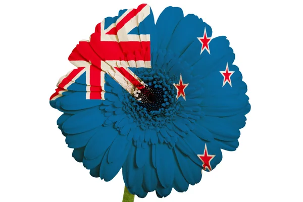 Gerbera papatya çiçeği renkleri üzerinde Yeni Zelanda bayrağı — Stok fotoğraf