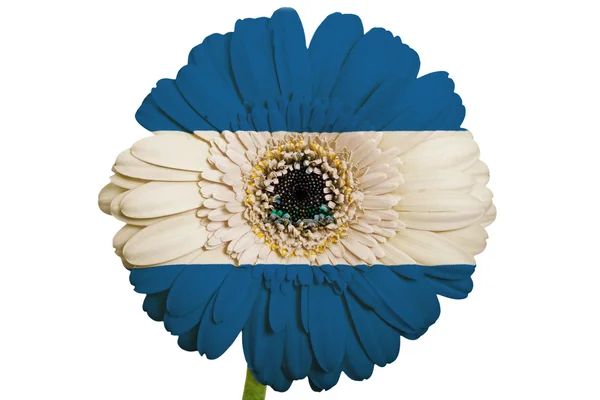 Gerbera daisy blomman i färger nationella flagga nicaragua på w — Stockfoto