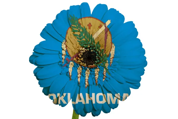 Gerbera daisy blomman i färger amerikansk flagg av oklahom — Stockfoto